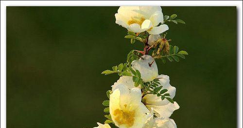 棠棣花的寓意是什么？如何正确理解棠棣花的象征意义？