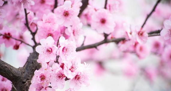 桃花代表什么？桃花的花语和象征意义有哪些？