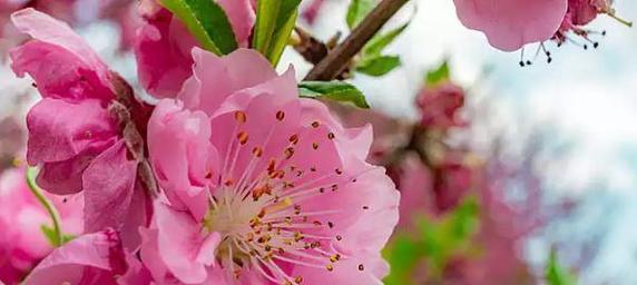 桃花的花语是什么？如何用桃花表达爱意？
