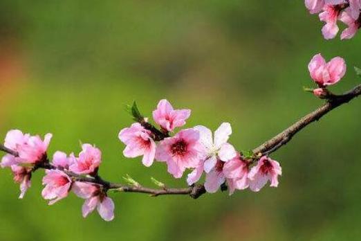 桃花的寓意和象征是什么？如何理解桃花在中国文化中的意义？
