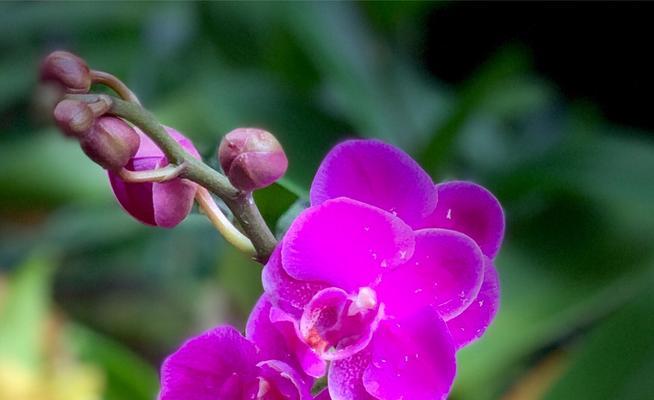 条点蝴蝶兰的花语是什么？如何养护这种美丽的花卉？