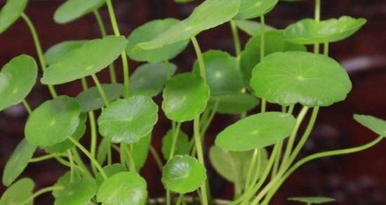 铜钱草象征着什么？铜钱草的花语有哪些含义？