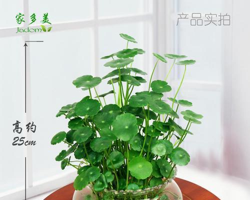 铜钱草象征着什么？铜钱草的花语有哪些含义？