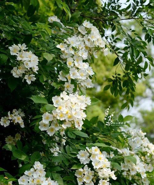 荼糜花花语是什么？了解荼糜花的含义及其象征意义？