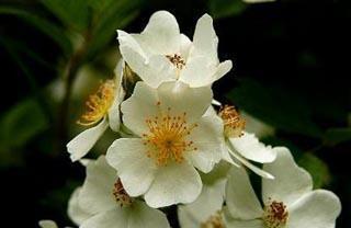荼蘼花的传说是什么？它的花语又代表了什么含义？