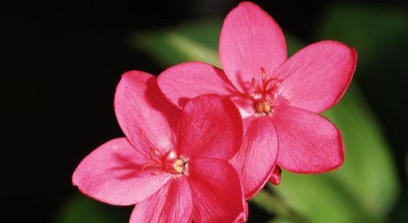 荼蘼花的花语是什么？了解荼蘼花的含义和象征意义？