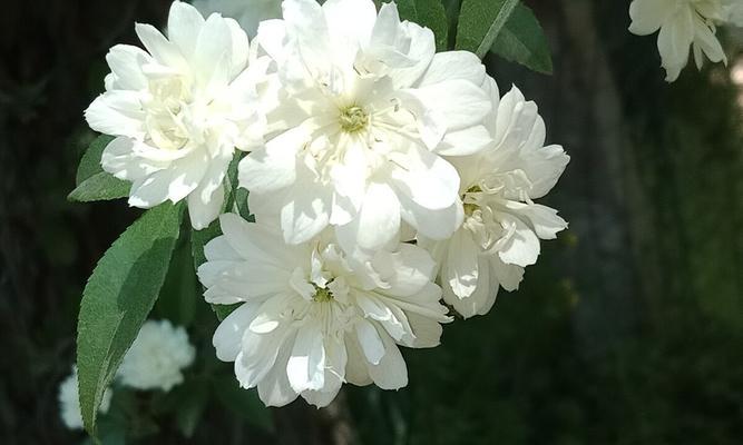 荼蘼花的寓意象征是什么？如何解读荼蘼花的花语？