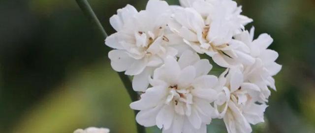 荼蘼花花语是什么？如何理解荼蘼花的象征意义？