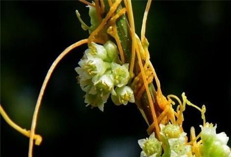 菟丝花是什么意思？它的象征意义有哪些？