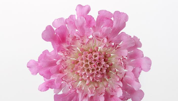 豌豆花的花语有哪些含义？