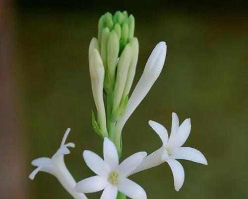 晚香玉花的寓意是什么？如何正确解读晚香玉花的象征意义？