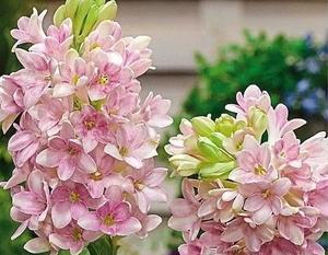 晚香玉花语代表幸福美好吗？