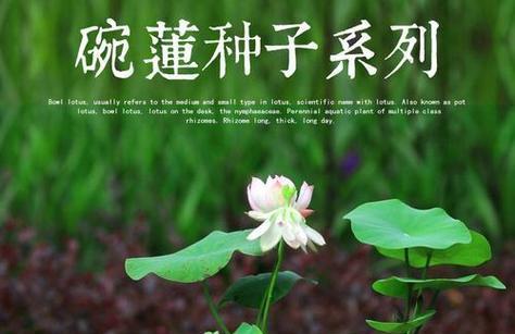 碗莲寓意是什么？碗莲的花语有哪些含义？