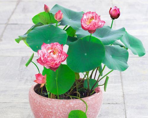 碗莲寓意是什么？碗莲的花语有哪些含义？
