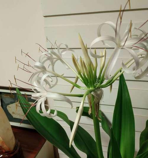 文殊兰的花语是什么？如何养护才能花开不断？