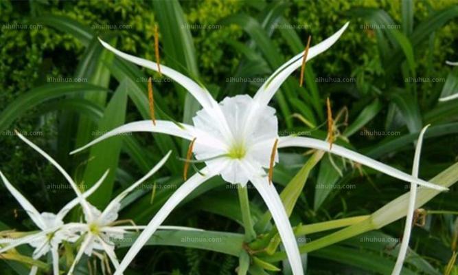 文殊兰的花语是什么？如何养护才能花开不断？