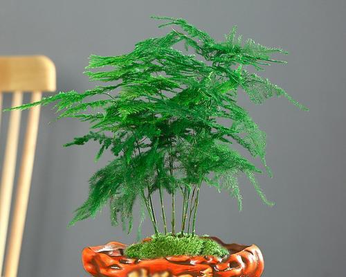 文竹的风水作用是什么？文竹寓意有哪些？