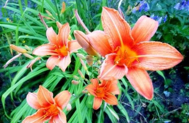 无忧花的花语是什么？了解无忧花的含义和象征意义