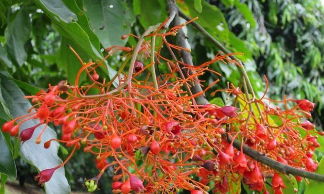 无忧花的花语是什么？了解无忧花的含义和象征意义