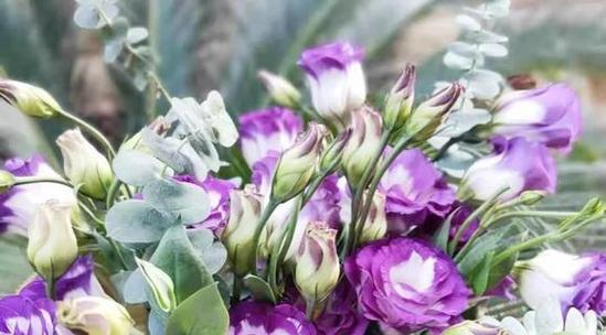 无忧花花语象征着什么意义？如何理解其深层含义？