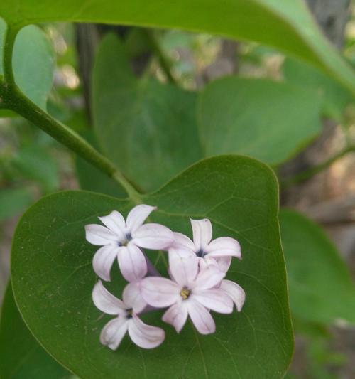 五瓣丁香花代表什么含义？它的花语有哪些？
