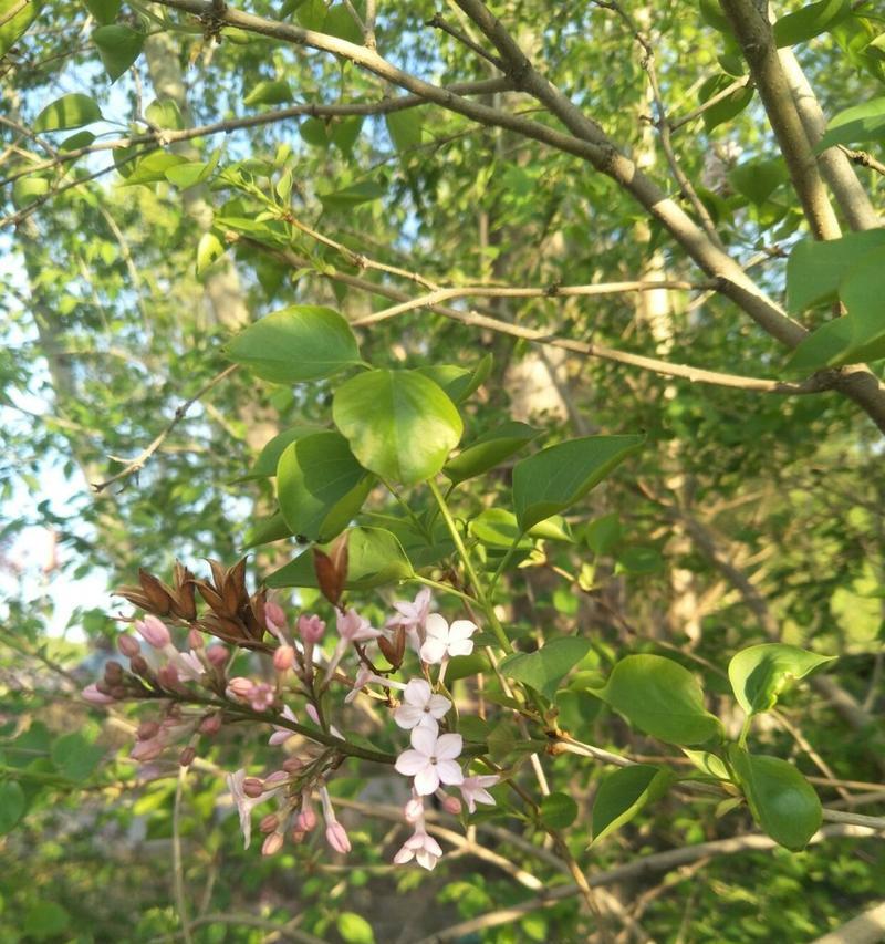 五瓣丁香花代表什么含义？它的花语有哪些？