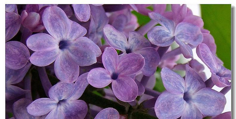 五瓣丁香花代表什么含义？它的花语有哪些？