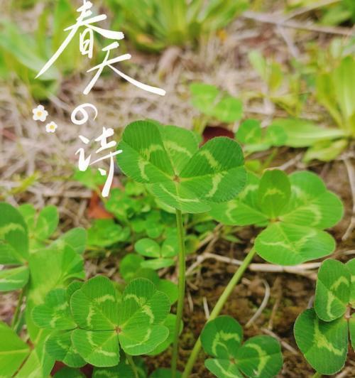 五叶草代表什么意思？五叶草的象征意义有哪些？