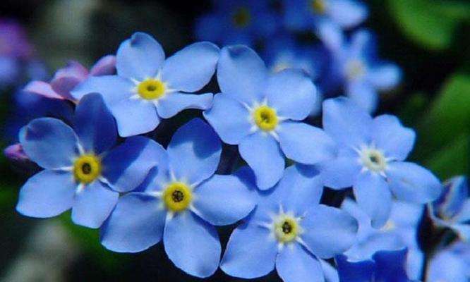 勿忘我的花语是什么？这种花的寓意和象征意义是什么？