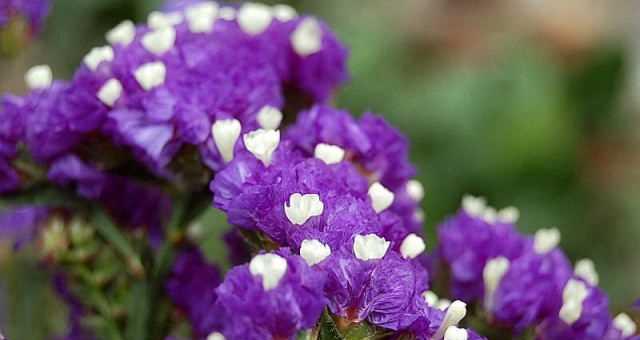 勿忘我花的花语是什么？这种花的寓意有哪些？