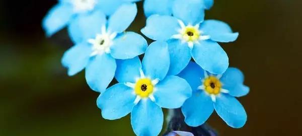 勿忘我花的花语是什么？这种花的寓意有哪些？