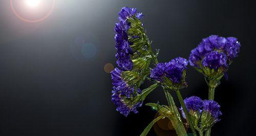勿忘我花语是什么？这种花的寓意和象征意义是什么？