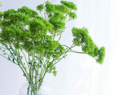 夕雾花的花语是什么？如何正确解读夕雾花的含义？
