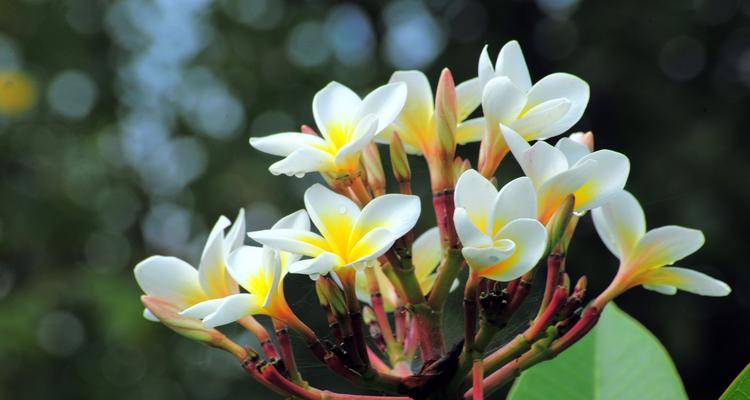 夏天有哪些花是季节的代表？它们各自有什么特点？
