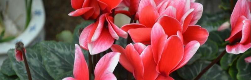 仙客来花语是什么意思？如何养护才能花开不断？