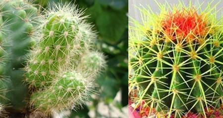 仙人球花语是什么？如何解读仙人球的象征意义？