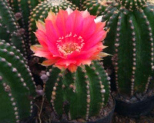 仙人球开花寓意着什么？如何正确解读仙人球的花语？