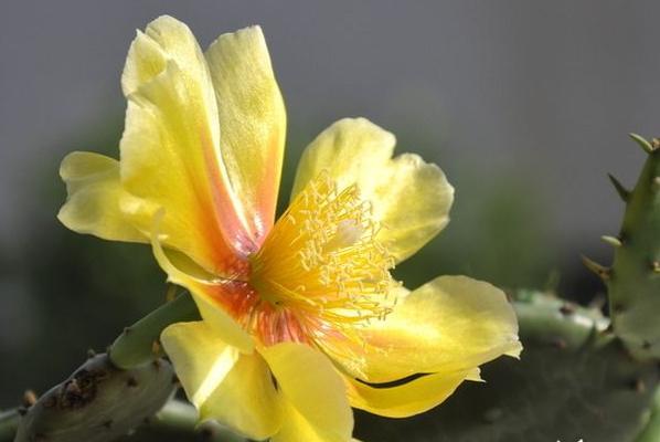 仙人掌开花代表什么？花语含义有哪些？