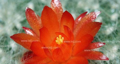 仙人掌的花语是什么？如何正确解读仙人掌的象征意义？