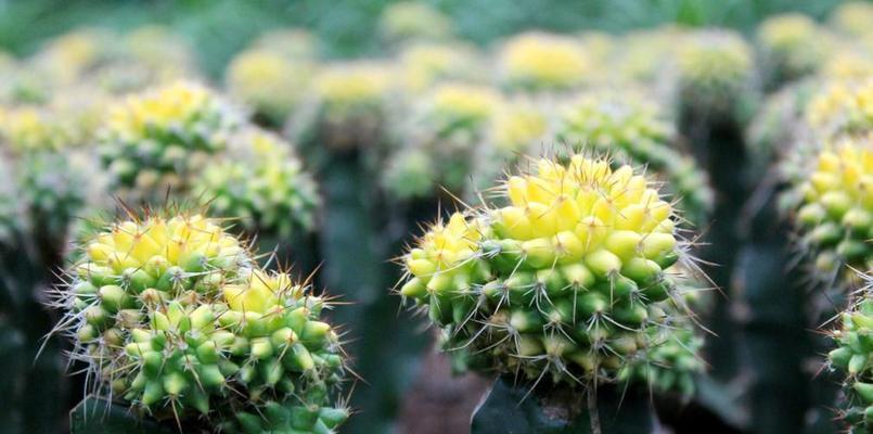 仙人掌的花语是什么？它寓意着什么？