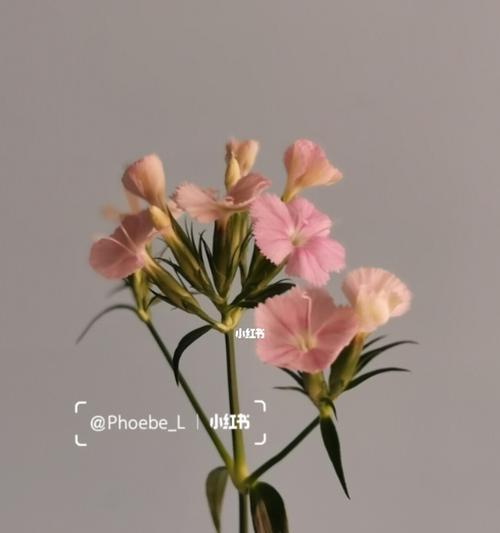 相思梅的花语代表什么？它有哪些寓意和象征意义？
