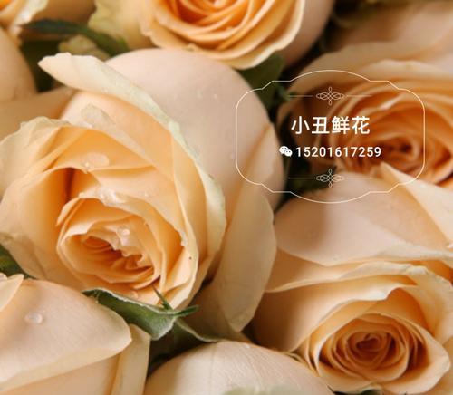 香槟玫瑰代表什么含义？送人香槟玫瑰有何特别意义？