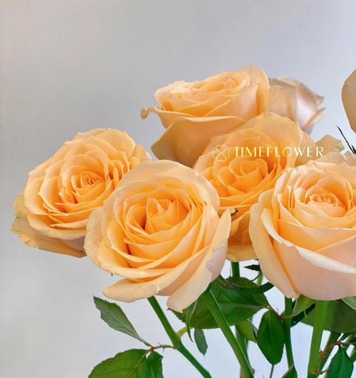 香槟色玫瑰代表什么含义？花语解读常见问题有哪些？