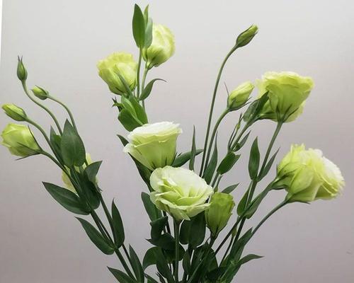 香槟洋桔梗花语搭配是什么？如何选择合适的花束？