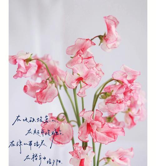 香豌豆花语是什么？它都有哪些寓意和象征意义？