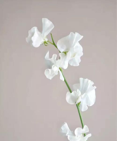 香豌豆花语是什么？它都有哪些寓意和象征意义？