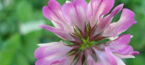 香碗豆花语是什么？花语背后的含义有哪些？
