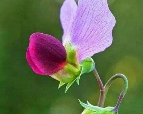 香碗豆花语是什么？花语背后的含义有哪些？