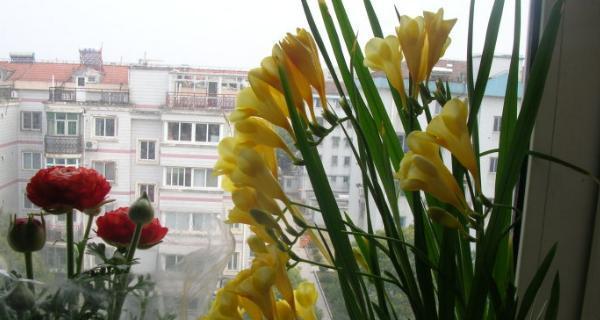 香雪兰的花语是什么意思？香雪兰寓意着什么？