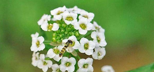 香雪球花语是什么？如何正确理解香雪球的花语含义？